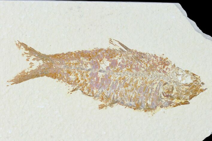Fossil Fish (Knightia) - Wyoming #149841